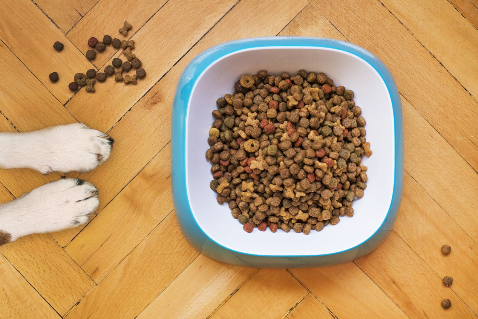 Il paziente renale acuto e cronico: il ruolo dell'alimentazione