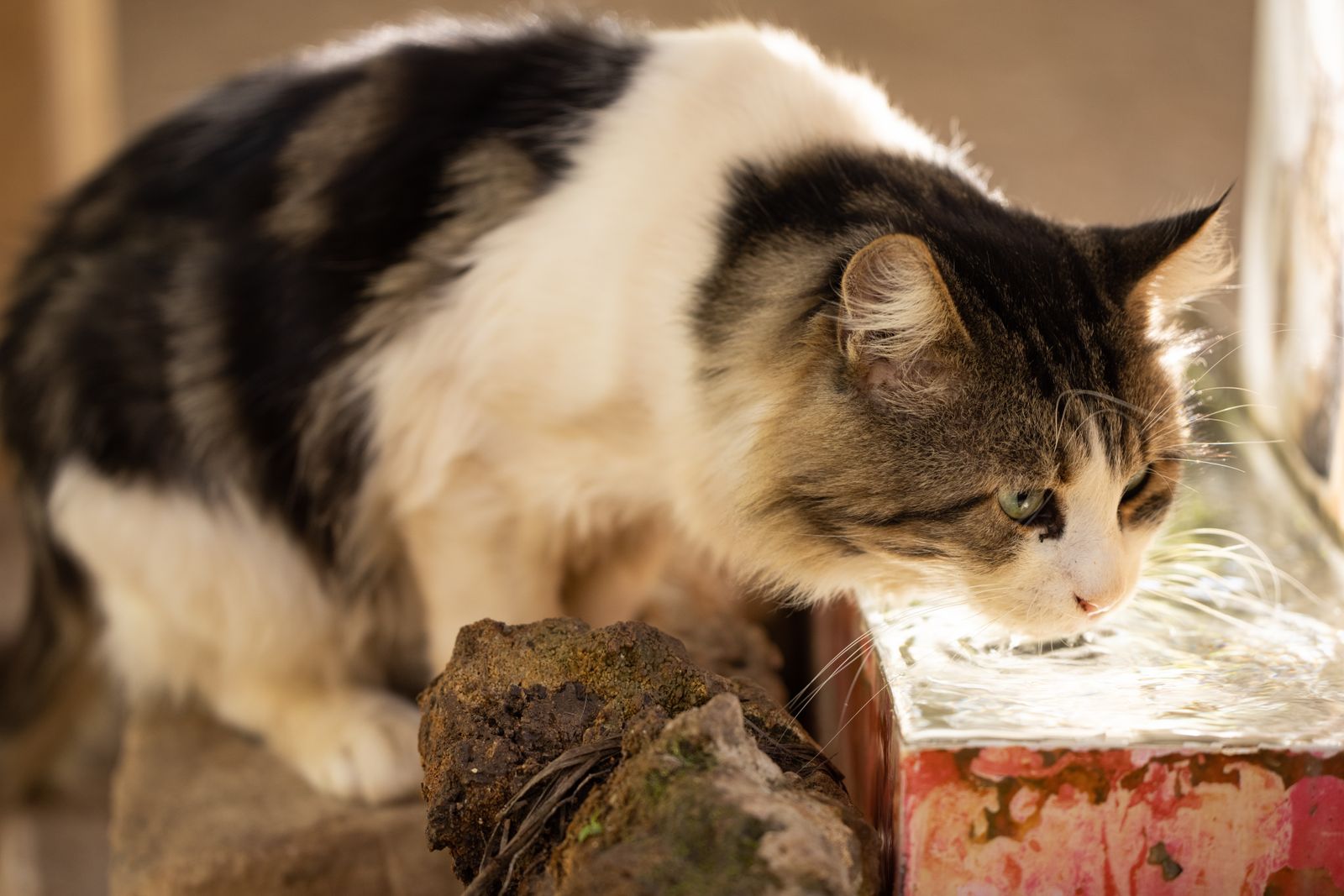 Malattia renale cronica nei gatti e nei cani: Asse intestino-rene. Nuove frontiere di medicina integrata
