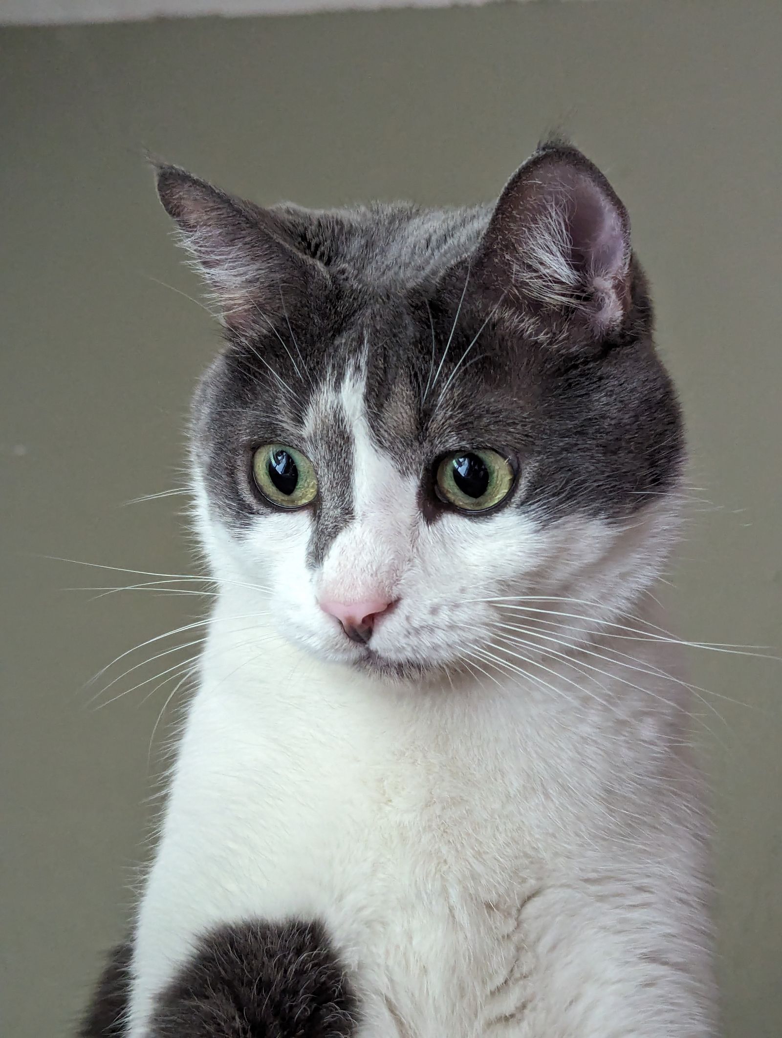 Herpesvirus Felino